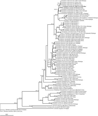 Two new species of Hymenochaetaceae from tropical Asia and America